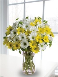 Cheerful daisies