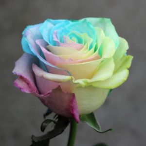 Pride Rose