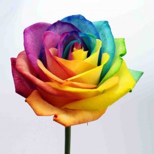 Pride Rose