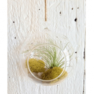 Air Plant bubble - one
