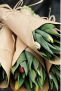Fresh Tulip bouquet