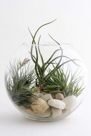 Air plant terrarium