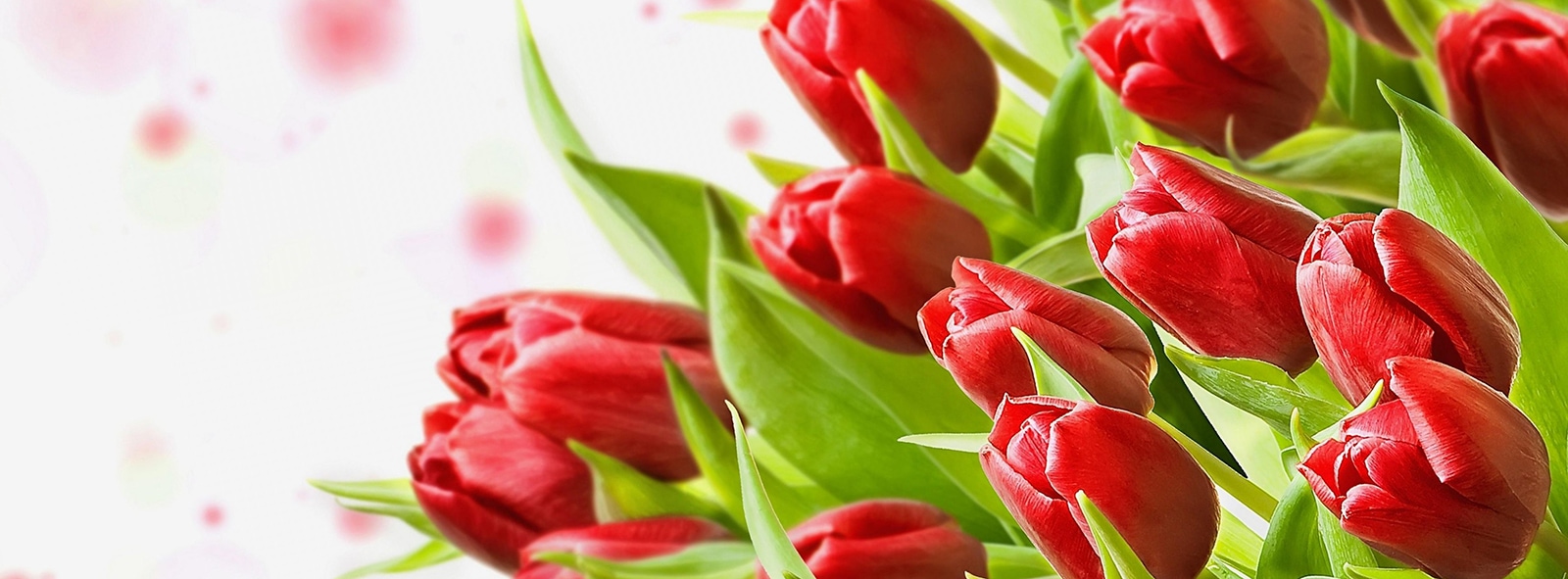 Ladybug Florist Your Florist in Toronto for Flowers and Gifts for All