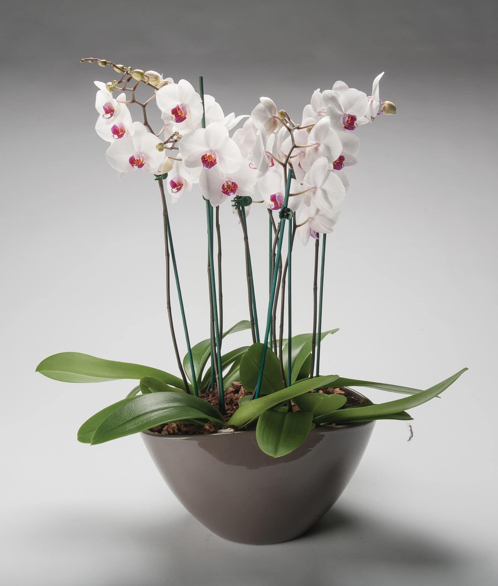 Ladybug Florist Your Florist in Toronto for Flowers and Gifts for All