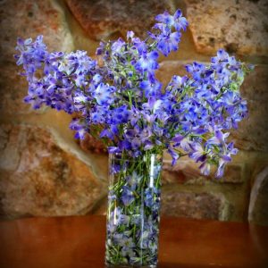 Summer Delphiniums