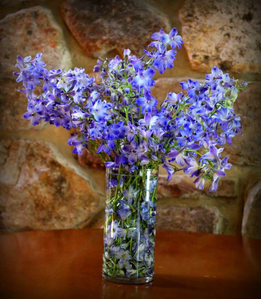 Summer Delphiniums