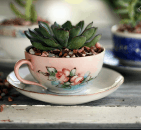 Teacup Planter - succulent