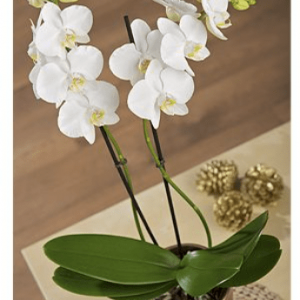 Long lasting Orchid