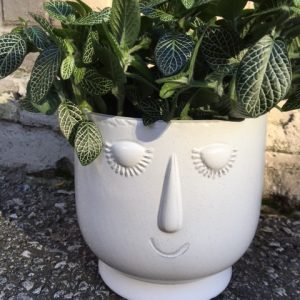 Happy Plant Head