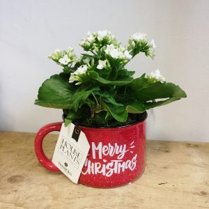 Cozy Christmas Mug - Planter