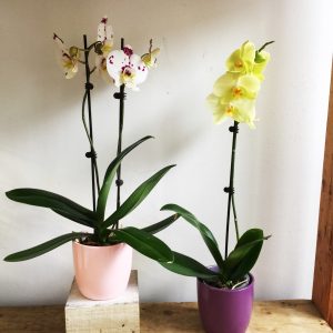 Forever Love Orchid - On Clearance!