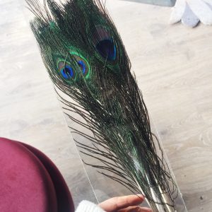 Peacock Feathers