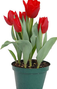 Tulip Plant (6" in plain grower's pot)