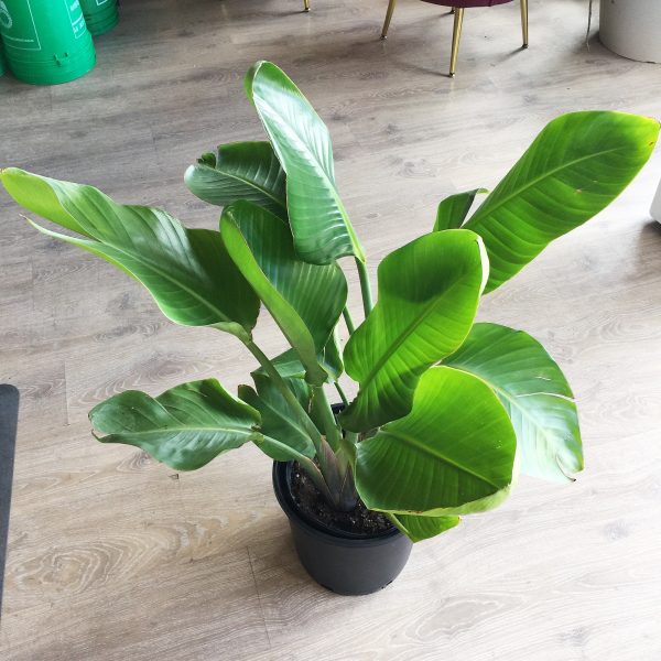 bopplant