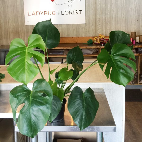 monsteraplant