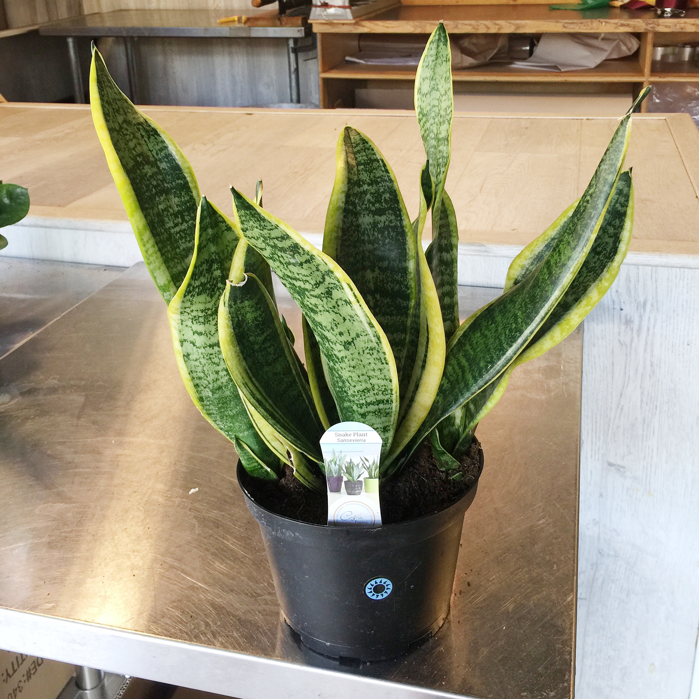 snakeplant1