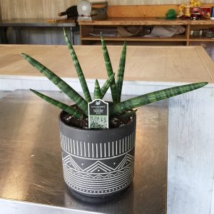 Starfish Sansevieria (Snakeplant) - With 6" Ceramic Pot