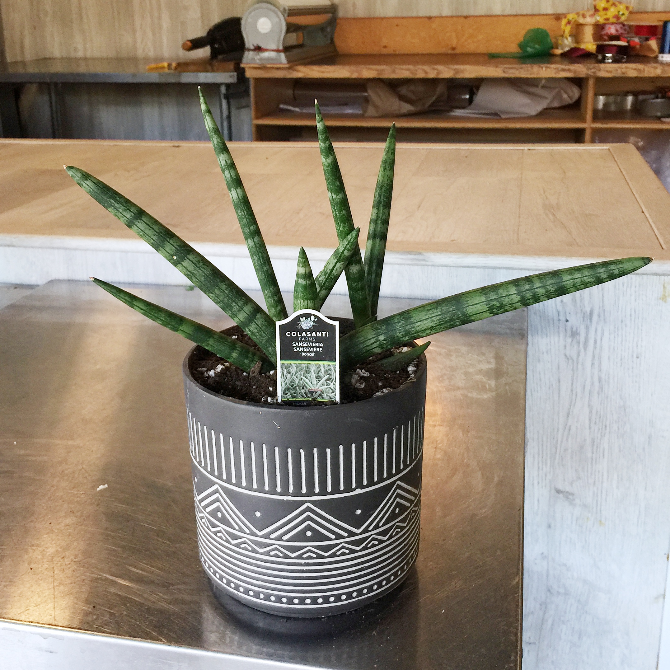 starfishsnakeplant