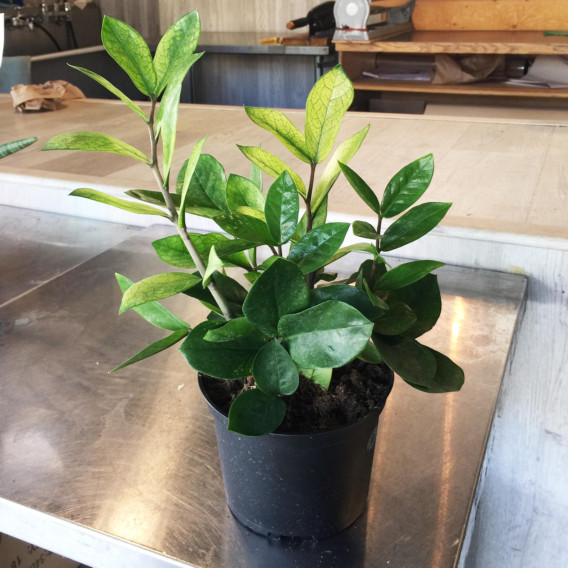 zzplant