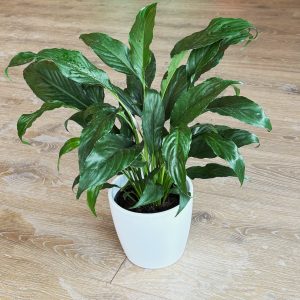 Peace Lily with Ceramic Pot
