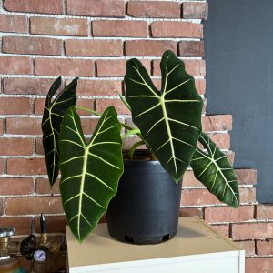 Alocasia Plant - 9" in Growers Pot