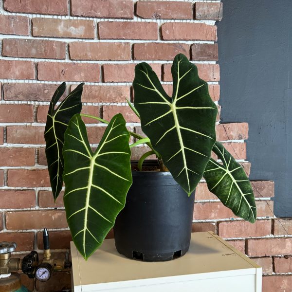 alocasia