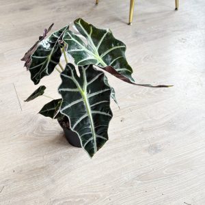 Alocasia "Polly"- 6″ in growers pot