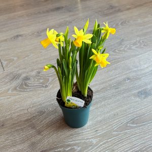 Mini Daffodil – 4″ in growers pot (single)