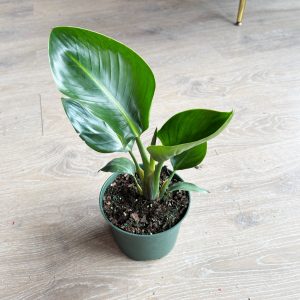 Bird of Paradise Plant (White) – 6″ in growers pot