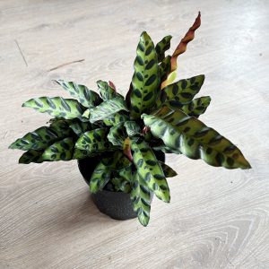 Calathea "Rattlesnake" - 6″ in growers pot