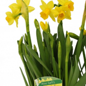Mini Daffodil – 4″ in growers pot (single)