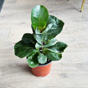 Ficus Lyrata Bambino (Mini Fiddle Leaf Fig) - 6″ in growers pot