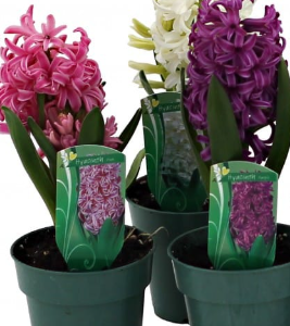 Mini Hyacinth - 4″ in growers pot (single)