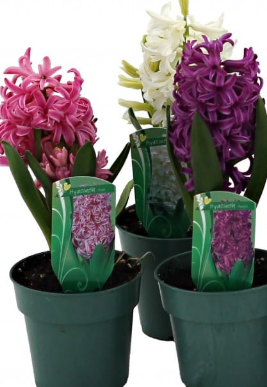 hyacinth4in