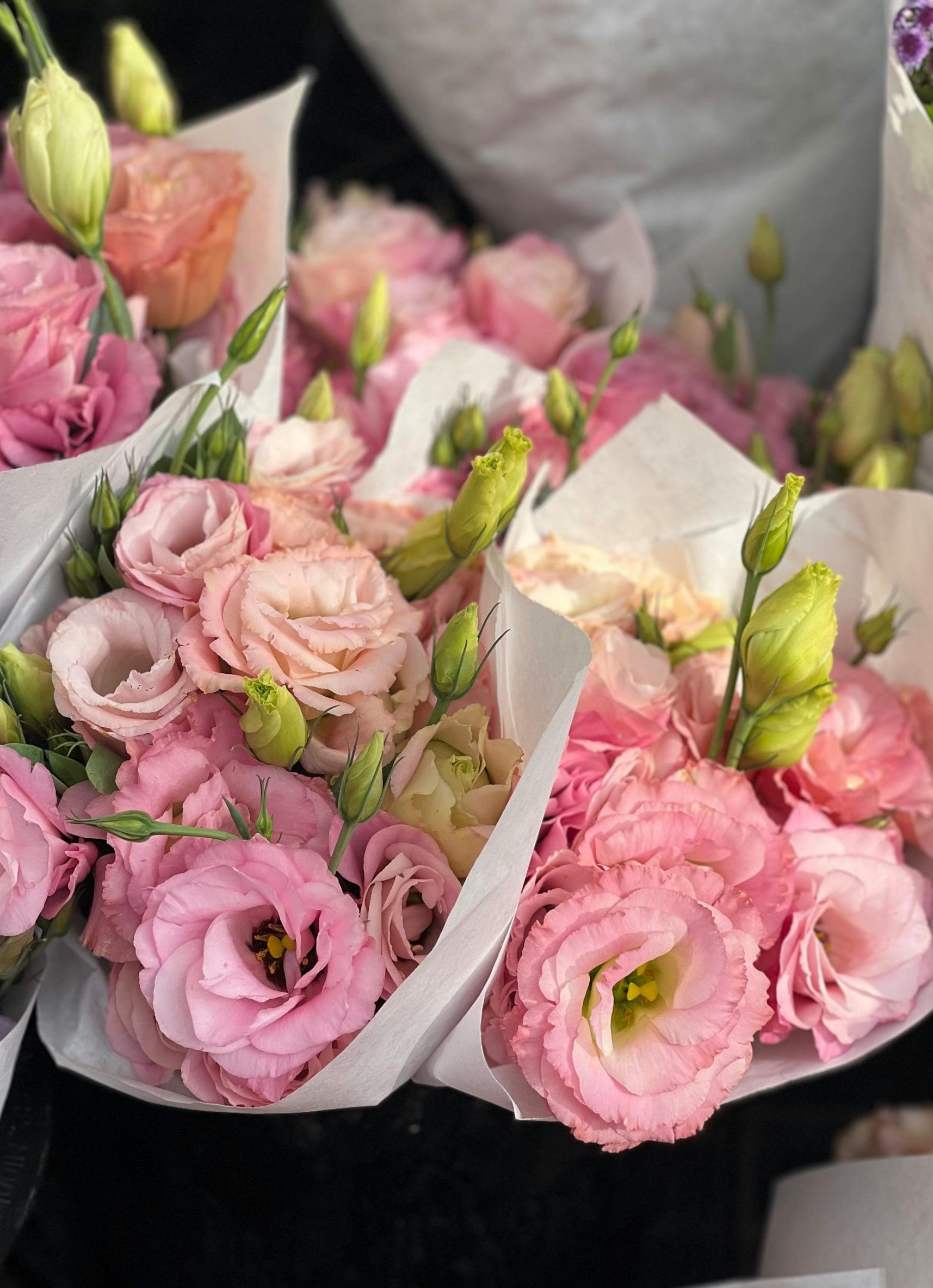 pexels-planka-27866702