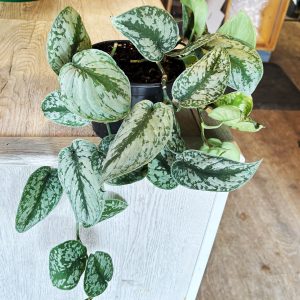 Pothos 'Silver"– 6″ in growers pot