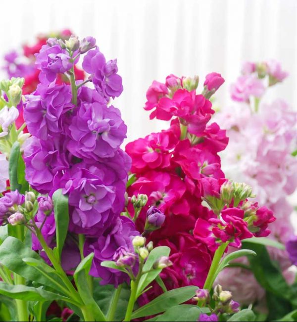 Matthiola,Incana,Flower,,Stock,Flowers,,Cut,Flowers,In,Nursery,,Potted