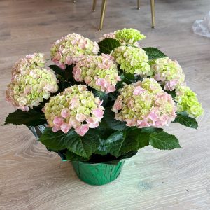 Spring Hydrangea Plant