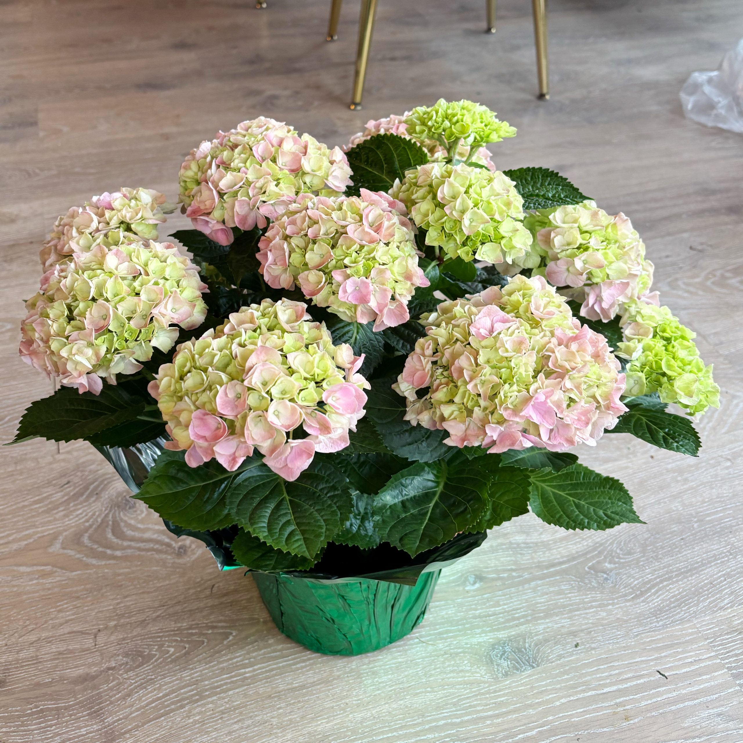 hydrangeaplant
