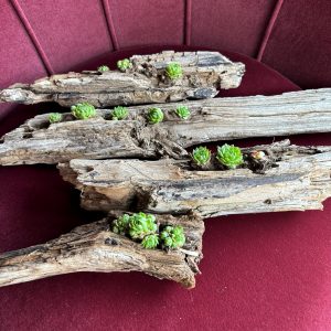 Natural Live Succulent Driftwood Decor