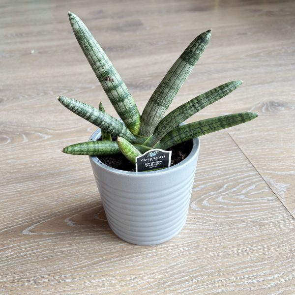 starfishsnakeplant