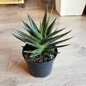 6" Succulent (Gasteria) - in growers pot