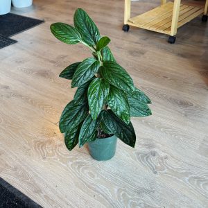 Monstera Peru Totem - 6" in growers pot